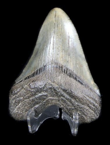 Fossil Megalodon Tooth - South Carolina #36273
